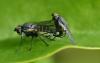 Phytomyza sp.